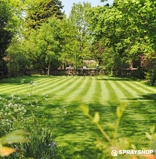 How to Get Rid of Broadleaf Weeds in Your Lawn