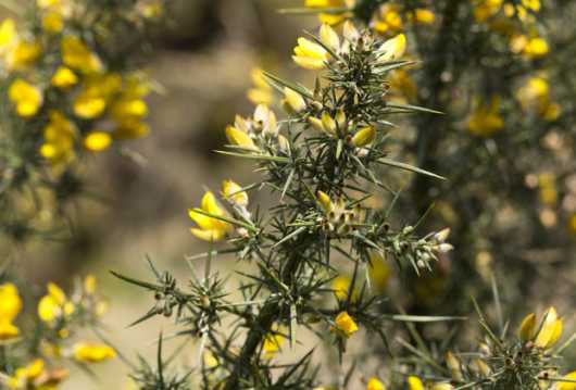 How to Get Rid of Gorse