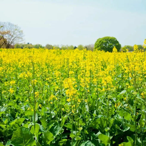 Mustard Seed VNS Per 1Kg