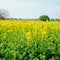 Mustard Seed VNS Per 1Kg