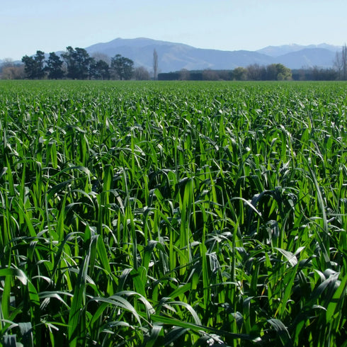 Oats 2G Seed 40Kg