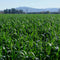 Oats 2G Seed 40Kg