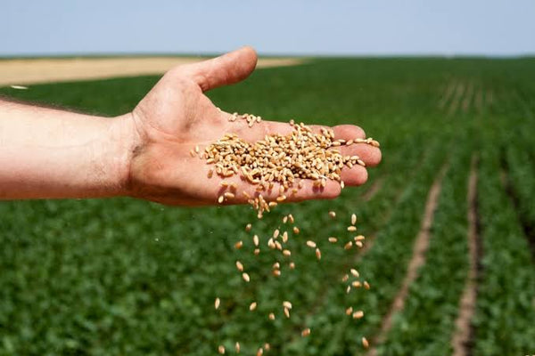 Wheat Seed Per/kg