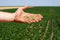Wheat Seed Per/kg