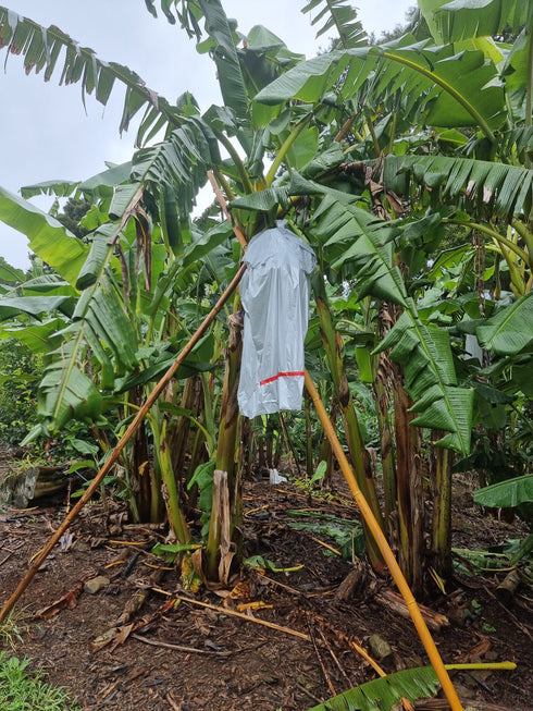 Banana Bag Covers