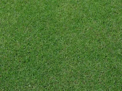 Kikuyu Grass Seed /Per kg